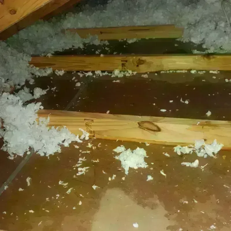 Attic Water Damage in Coconut Grove, FL