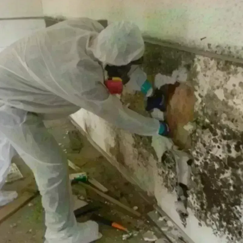 Mold Remediation and Removal in Coconut Grove, FL